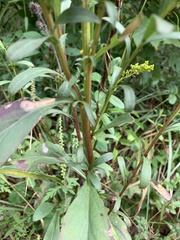 Solidago gigantea
