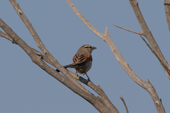 Tchagra australis