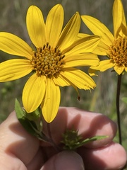 Helianthus schweinitzii