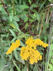 Solidago gigantea