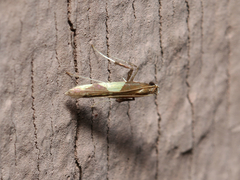 Caloptilia bimaculatella