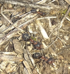 Formica pratensis