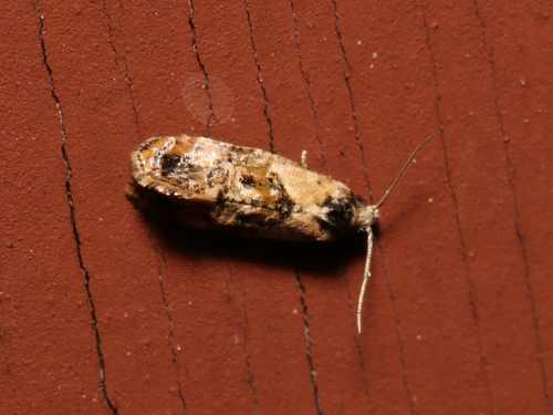 Hoffman's Cochylid Moth photo 3