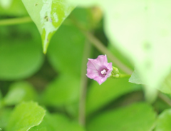 Ipomoea triloba