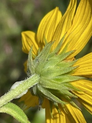 Helianthus schweinitzii