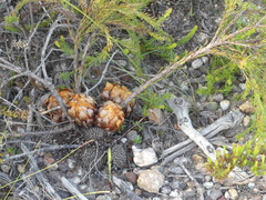 Protea subulifolia