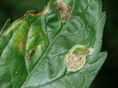 Liriomyza eupatoriana