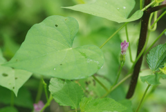 Ipomoea triloba