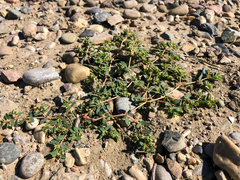 Euphorbia glyptosperma