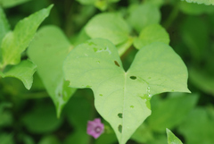 Ipomoea triloba