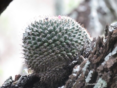 Mammillaria