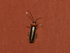 Rhagonycha