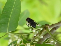 Copestylum chaetophorum