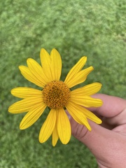 Heliopsis