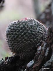 Mammillaria