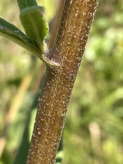 Helianthus schweinitzii