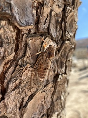 Cicada cretensis