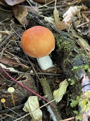 Russula katarinae