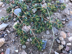 Euphorbia glyptosperma
