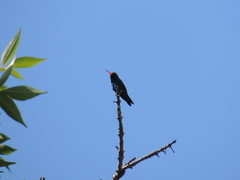 Chlorostilbon lucidus