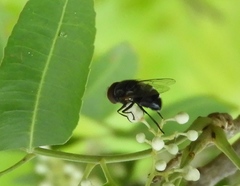 Copestylum chaetophorum