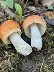 Russula katarinae