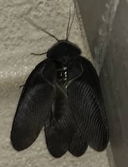 Polyphaga aegyptiaca
