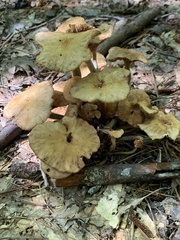 Desarmillaria tabescens