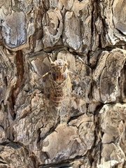 Cicada cretensis