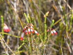 Erica regia