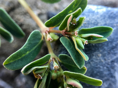Euphorbia glyptosperma