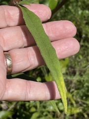 Helianthus schweinitzii