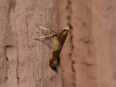 Caloptilia bimaculatella