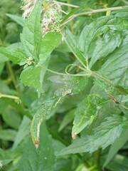 Liriomyza eupatoriana