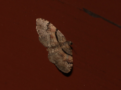 Xanthorhoe