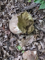 Calvatia