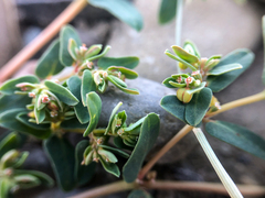 Euphorbia glyptosperma