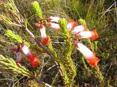 Erica regia