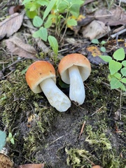 Russula katarinae