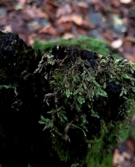 Hypnum cupressiforme