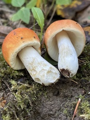 Russula katarinae
