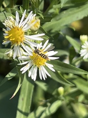 Sphaerophoria contigua