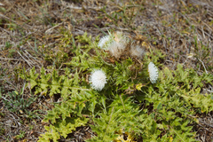 Cirsium brevicaule