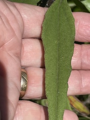Helianthus schweinitzii