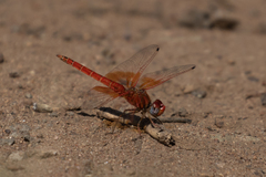 Trithemis kirbyi