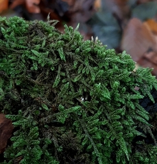 Hypnum cupressiforme