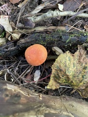 Russula katarinae