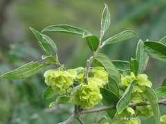Neopringlea integrifolia