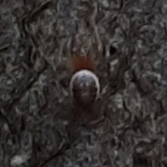 Araniella displicata