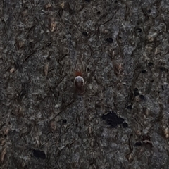 Araniella displicata